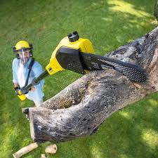 Best Tree Preservation Services  in Congress, AZ