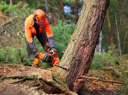 Best Arborist Consultation Services  in Congress, AZ