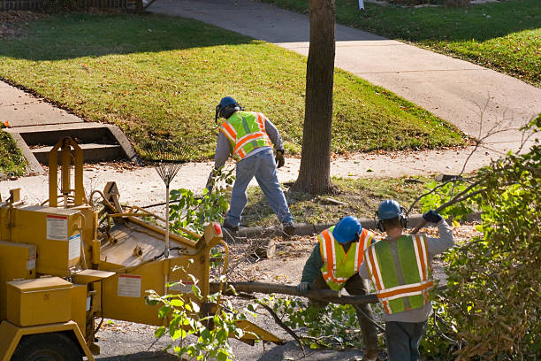 Best Lawn Grading and Leveling  in Congress, AZ