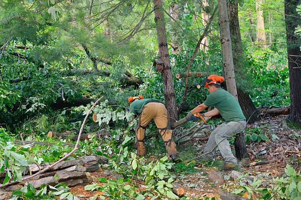 How Our Tree Care Process Works  in  Congress, AZ