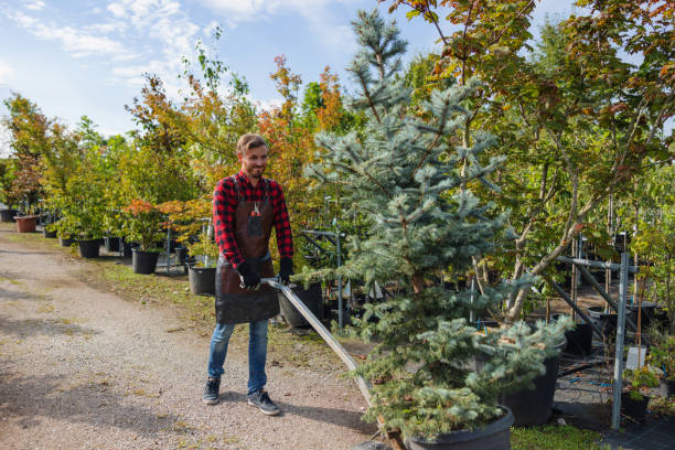 Best Hazardous Tree Removal  in Congress, AZ