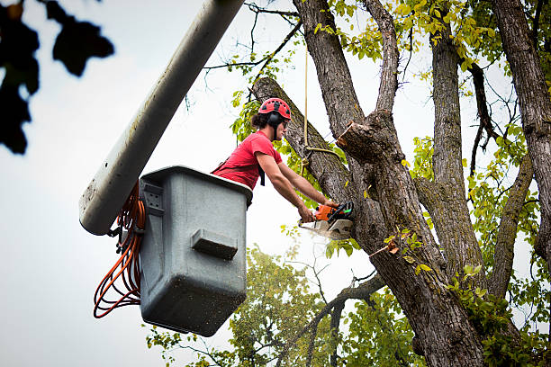 Best Tree Removal  in Congress, AZ